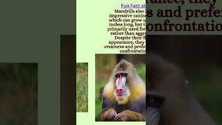 funfact about Mandrill funfact mandrill mandrills mandrillfacts mandrilllover [upl. by Hollie]