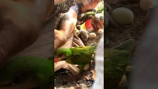 Many beautiful parrot in a tree hole [upl. by Noslrac106]