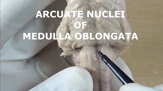 ARCUATE NUCLEI [upl. by Ilecara]