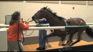 Performing Treadmill Endoscopy at Rood amp Riddle Equine Hospital [upl. by Adyam847]