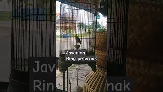 Javanica rig peternak sangkarcungkokindonesia [upl. by Yentihw]