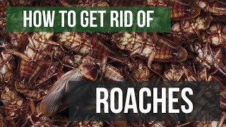 How To Get Rid of Cockroaches Guaranteed 4 Easy Steps [upl. by Newel]