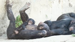 Chimpanzee Schimpansen Baby Cute Monkeys [upl. by Eadnus273]