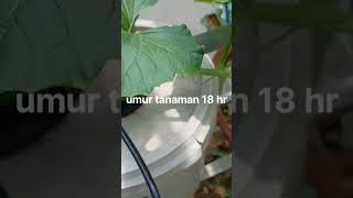 Melon hidroponik villagefarm probolinggo shortsvideo [upl. by Helsa]