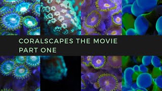 Coralscapes the Movie  Part One [upl. by Adnirual]