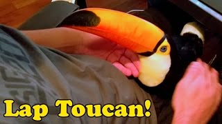 My Toucan is basically a lap dog [upl. by Maritsa]