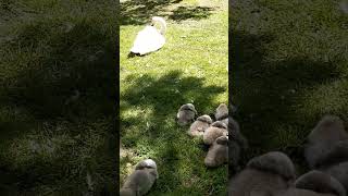 Baby swans protective by parents viralvideo youtube youtubeshorts [upl. by Urata]