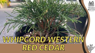 🌲 WHIPCORD WESTERN RED CEDAR Thuja Plicata  A MustWatch Marvel for Your Landscape [upl. by Hyde]