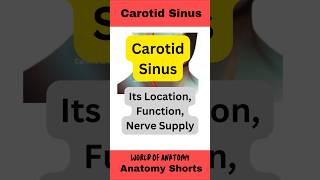 Carotid Sinusanatomy mbbs education facts medicalstudent biology shorts [upl. by Kerad]