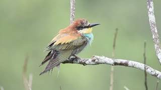 The European BeeEater  WILDLIFE SINGAPORE BIRDING  4K [upl. by Freemon]