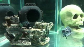 Convict Cichlids Aggression [upl. by Lois115]