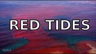 What are RED TIDES All about red tides and dinoflagellates [upl. by Juley236]