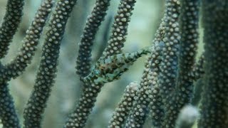 Filefish uses instant camouflage to vanish [upl. by Lesnah]