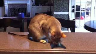 Cat snaps herself in the foot with rubberband [upl. by Dani]