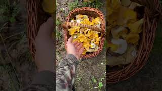 Chanterelles mushrooms [upl. by Eelanaj]