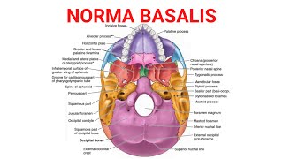 Norma Basalis [upl. by Nallad]