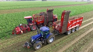 Lifting Sugar Beet  Holmer T430 Exxact amp Grimme HAWE RUW 4000 Chaser  Breure Klaaswaal [upl. by Tnomad432]