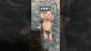 Would you save Kirby the CAT shorts [upl. by Notyard]