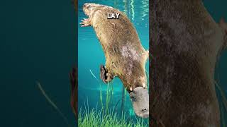 Top 5 Strange Facts You Didn’t Know About Platypuses shorts [upl. by Nevar492]