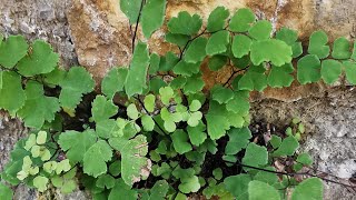 Adiantum capillusveneris ή Αδίαντο η κόμη της Αφροδίτης πολυτρίχι [upl. by Corenda]