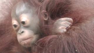 Baby Orangutan LOKI 04  Mom Lifted Loki [upl. by Sloane]