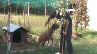 Bandog ATILA integral version [upl. by Anelliw]