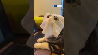 That tissue on my face Adorable cat shorts pet petlover cats dog YMChannel [upl. by Niles114]