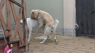 The Turkish Akbash and the Central Asian Shepherd are a very beautiful pair of huge dogs [upl. by Jovitah]