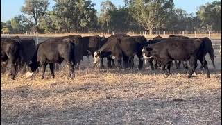 Elders Myrtleford Blue Ribbon Weaner Sale  GN amp J Chalwell  19 Black Baldy Steers Avg 207kg [upl. by Aidnyl]