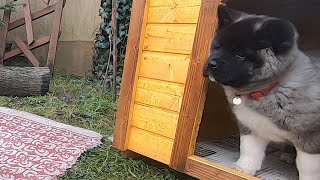 Cute Akita puppy playing with a huge bone [upl. by Reimer533]