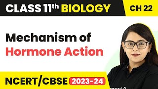 Mechanism of Hormone Action  Class 11 Biology Chapter 22  NEETNCERT [upl. by Notsuoh]