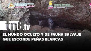 Fascinante mundo oculto en Peñas Blancas Desde guatusas hasta saínos y tayras [upl. by Taft]