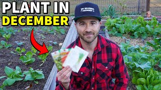 20 Veggies You Can Plant In December RIGHT NOW [upl. by Steep924]