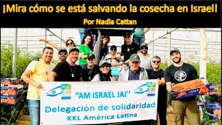 ¡MIRA COMO SE ESTÁ SALVANDO LA COSECHA EN ISRAEL POR NADIA CATTAN agriculture alimentos israel [upl. by Eyatnod]