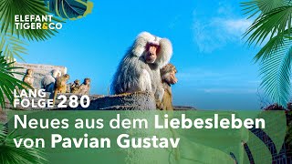 Pavian Gustav im Dating Fieber Langfolge 280  Elefant Tiger amp Co  ARD [upl. by Aihtela]