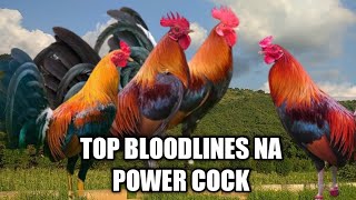 TOP 5 Gamefowl bloodlines in the Philippines [upl. by Mcmurry]