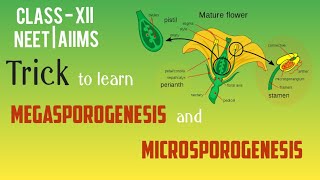 Megasporogenesis and Microsporogenesis [upl. by Corabella]