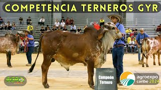 CONCURSO TERNEROS GYR 12 a 15 meses [upl. by Eekram]