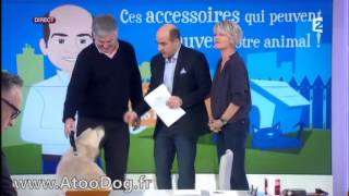 Harnais Sécurité auto chien  France 2 12022014 [upl. by Cheng]