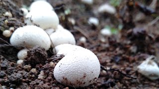 Saprophytic Fungi  Puffing Balls fungi [upl. by Tiossem]