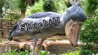 shoebill stork [upl. by Ilatan587]