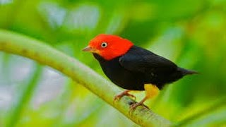 Red capped Manakin Wing Sounds HD [upl. by Anaibib140]