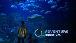 Adventure Aquarium [upl. by Winfred]