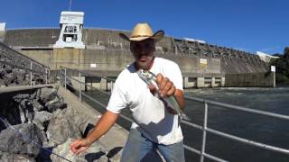 Catfish Dave Quick ClipSkipjacks At Douglas Dam [upl. by Hance367]