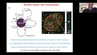 Intranuclear phase separation and its role in transcription and gene regulation Davide Marenduzzo [upl. by Kenley]