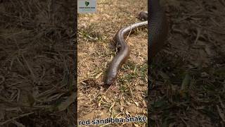 Release in Forests red sand boa Snake from Rajasthan youtubeshorts shorts viralshort snake [upl. by Brabazon]