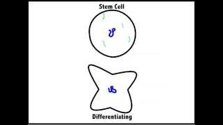 Asymmetric Cell Division  Kate Brown [upl. by Aneerb39]