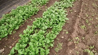 Summer Spinach Success Surprising Tips to Beat the Heat [upl. by Azyl]