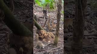 COATI’s at Catalonia Playa Maroma [upl. by Kinnon]