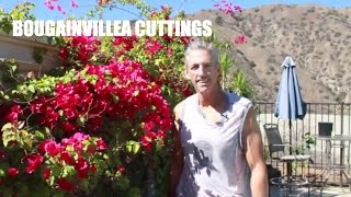 quotYoutubequot Bougainvillea Cuttings [upl. by Amuh535]